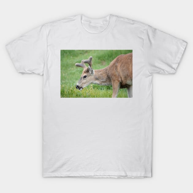 Black-tailed deer T-Shirt by SDym Photography